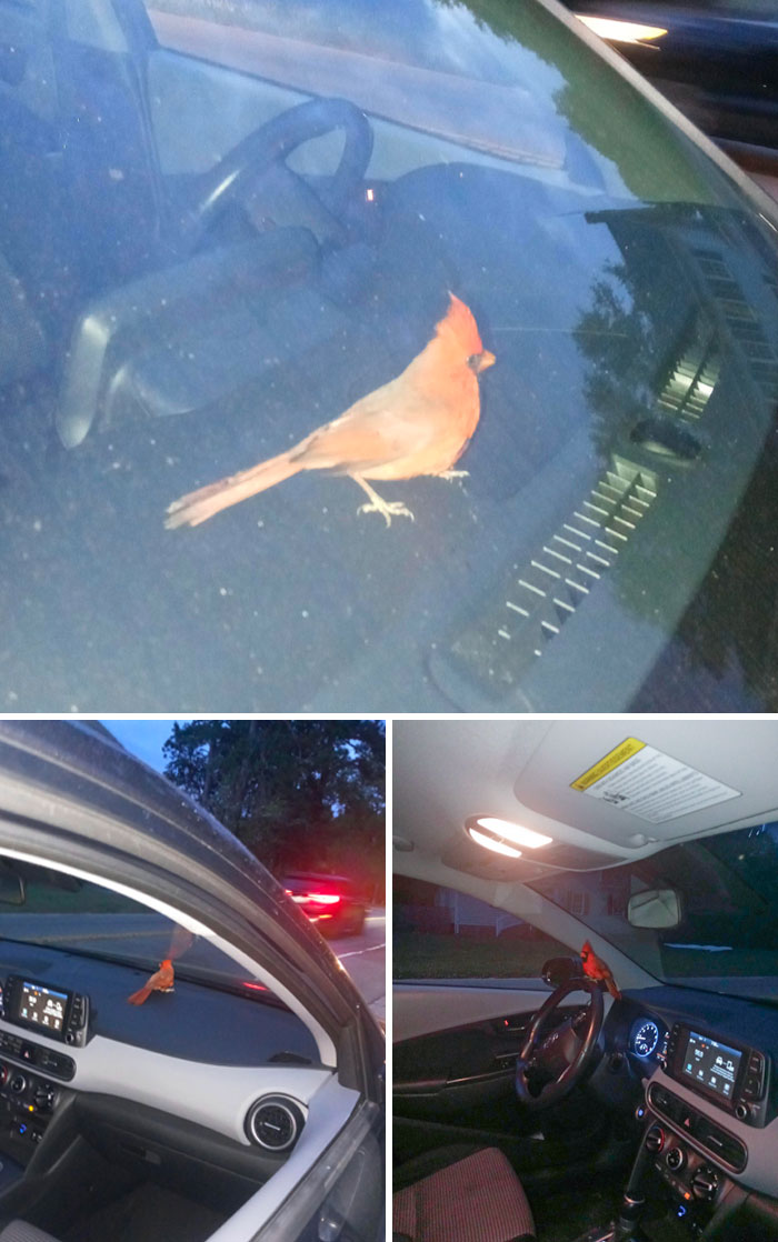Cardinal bird inside a car and on the dashboard during a heartwarming wildlife encounter shared online.