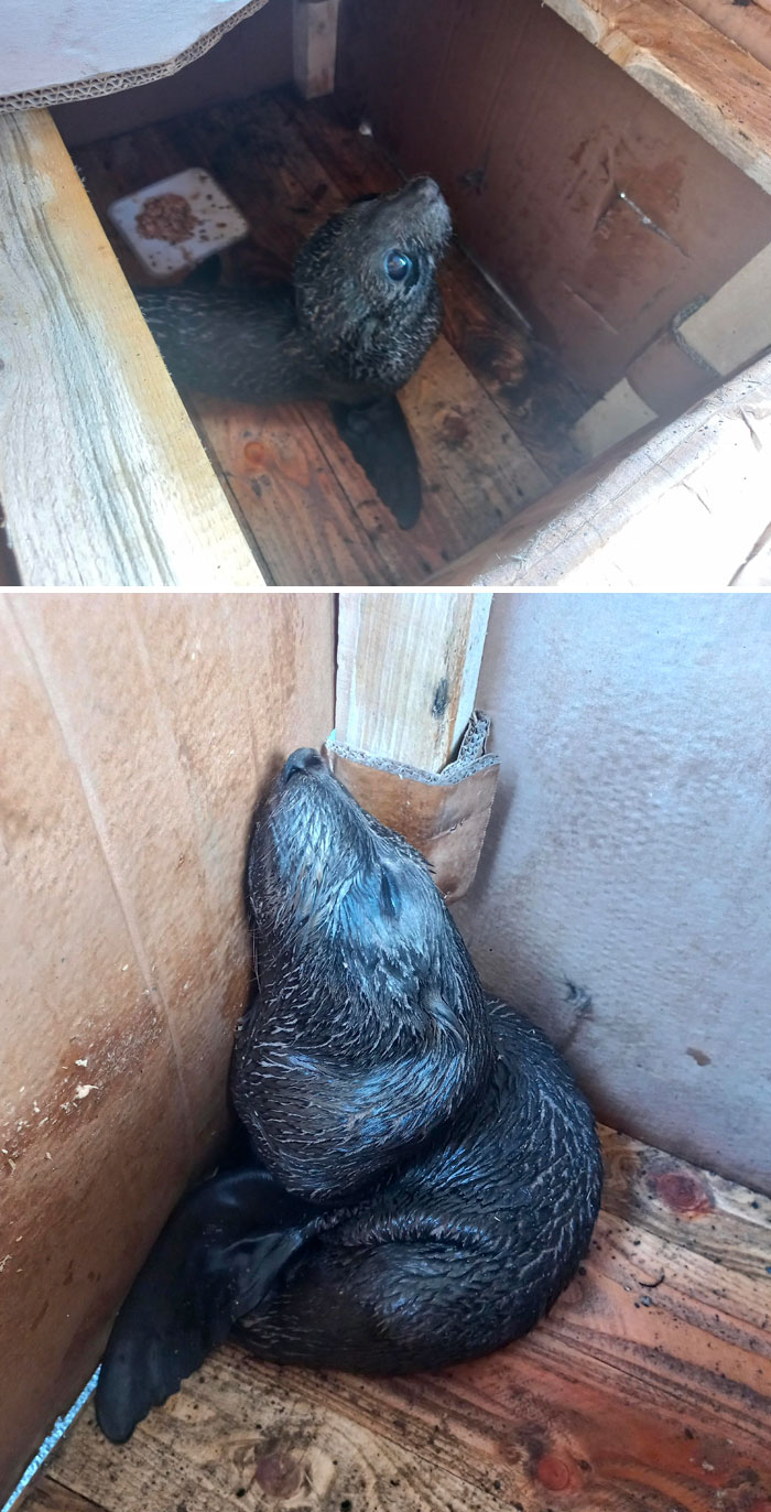 Young seal resting inside a wooden box during a heartwarming wildlife encounter shared online.