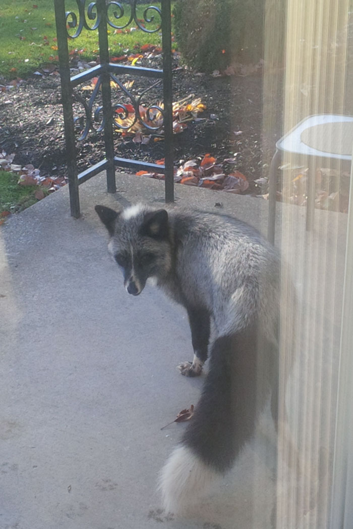 Silver fox with black and white fur standing on a porch during a heartwarming wildlife encounter outside a home.
