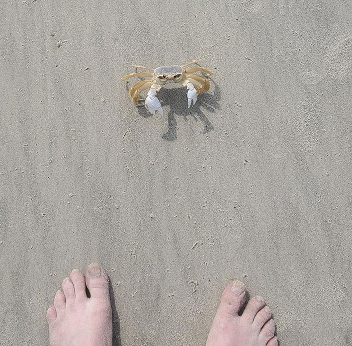 Was Walking On The Beach For Some Exercise And This Tough Guy Beach Bully Decided That I Was Trespassing On His Territory