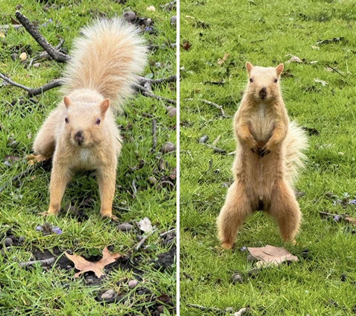 Two curious squirrels in grassy area, showcasing heartwarming wildlife encounters shared online by nature enthusiasts.