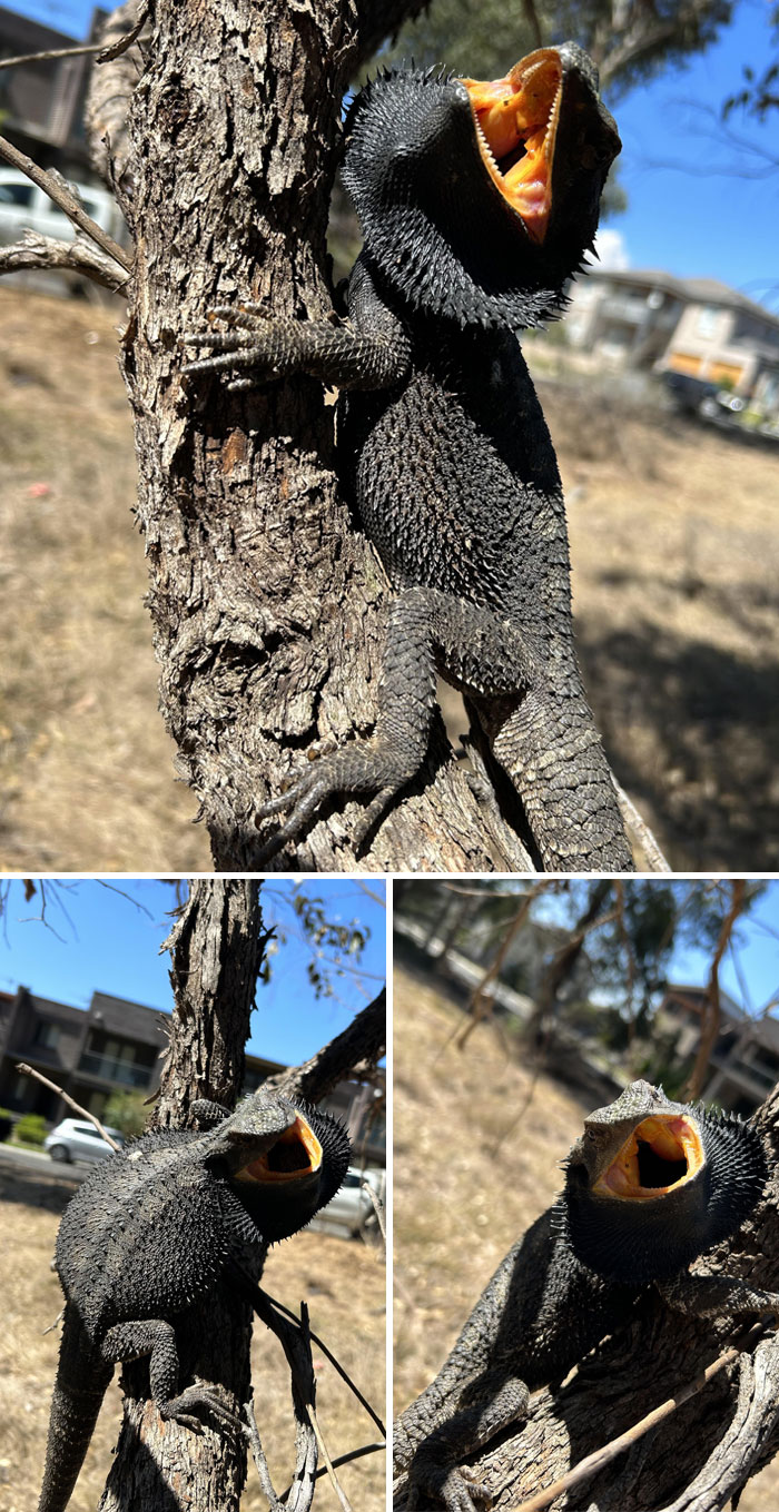 Close-up photos of a wild lizard with an open mouth during a heartwarming wildlife encounter outdoors on a tree trunk.