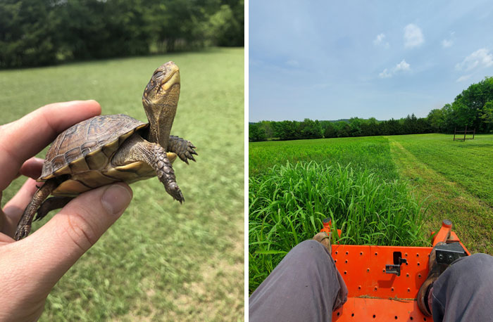 Hand holding a small turtle in a grassy area and a person mowing a green field during a heartwarming wildlife encounter.