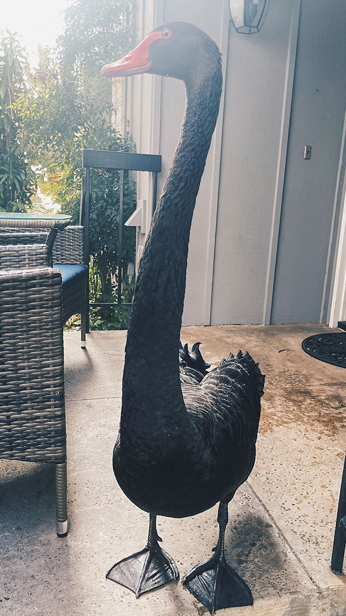 A close-up of a black swan on a porch, showcasing a heartwarming wildlife encounter near outdoor furniture.