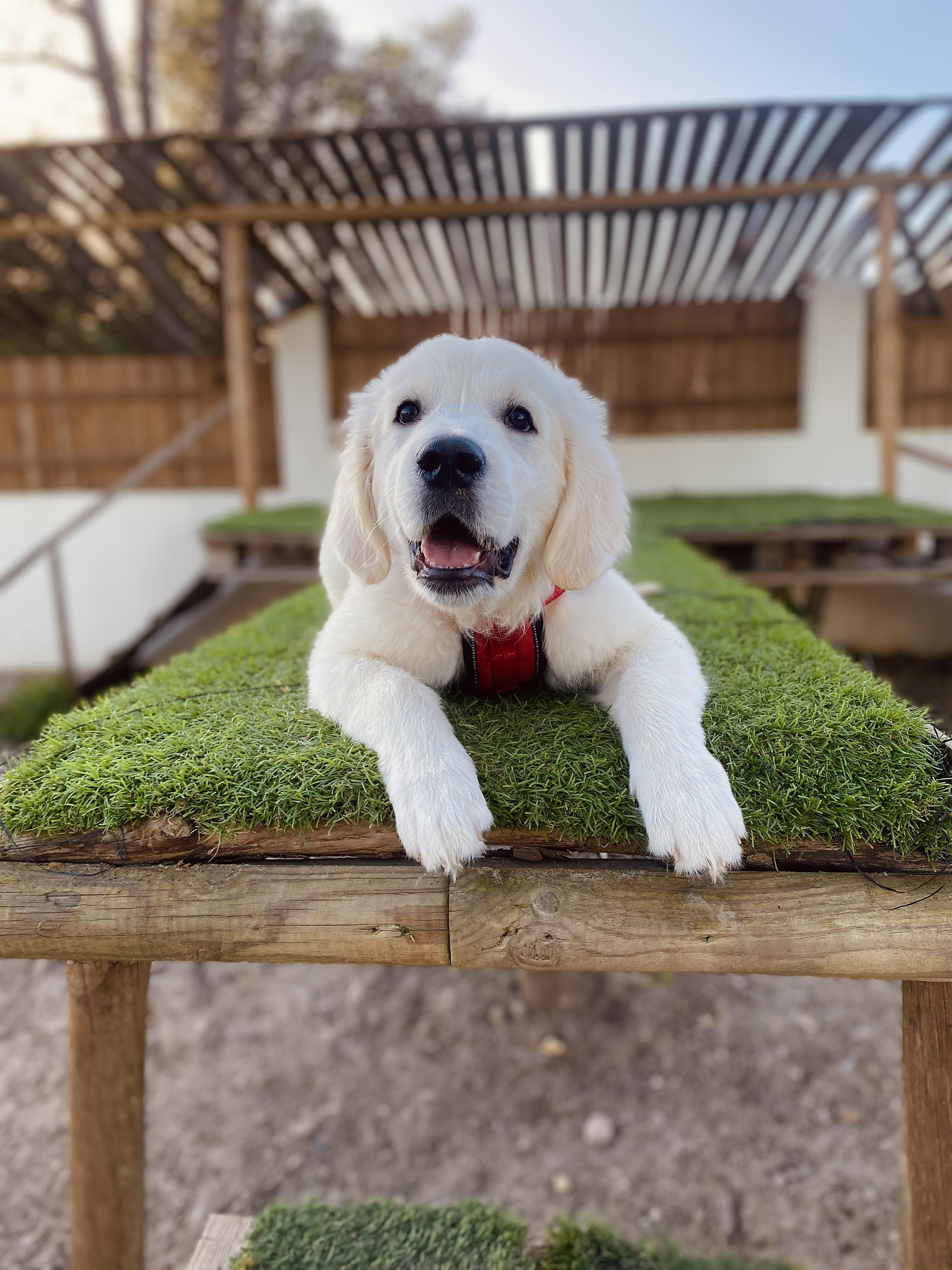 She’s Narcissistic And She’s Happy About It: This Doggo Doesn’t Go Anywhere Without Her Outfit She’s Narcissistic And She’s Happy About It: This Doggo Doesn’t Go Anywhere Without Her Outfit