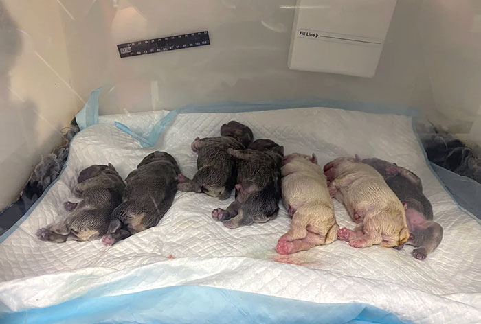 Newborn puppies in an incubator at the veterinarian’s office lying on a soft pad, showcasing a heartwarming moment.