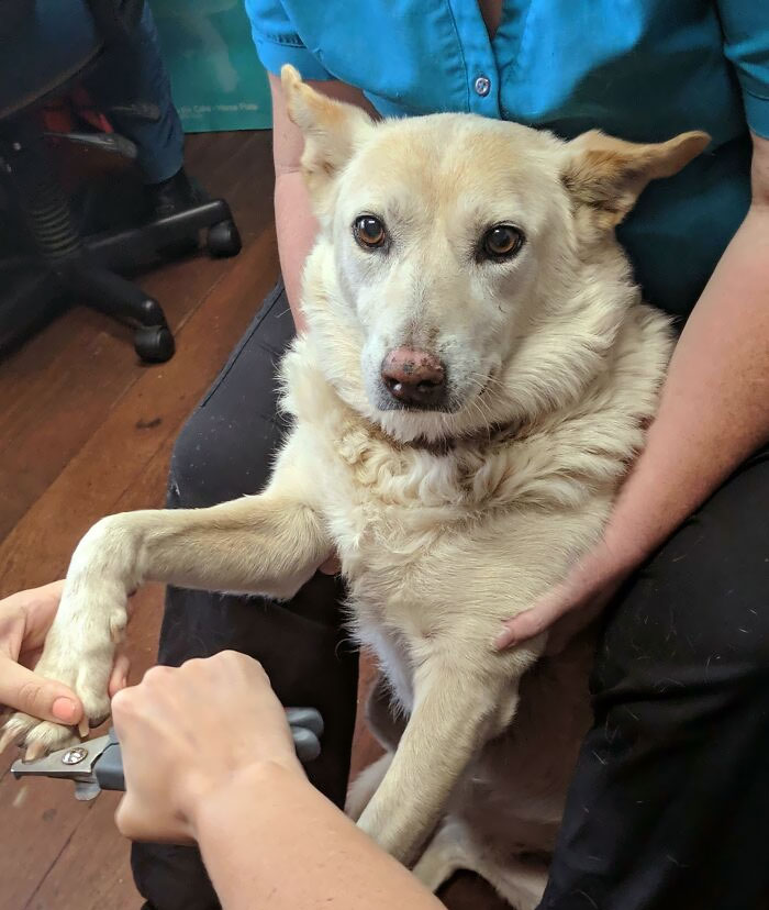 Dog getting nails trimmed at veterinarian's office, sitting calmly on the vet's lap.
