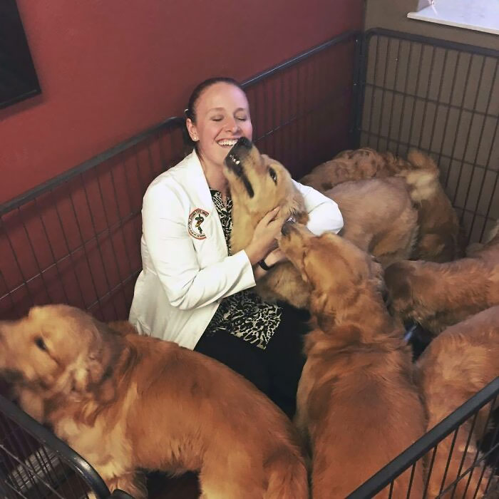 Veterinarian smiling surrounded by playful golden retrievers in a cozy office setting.
