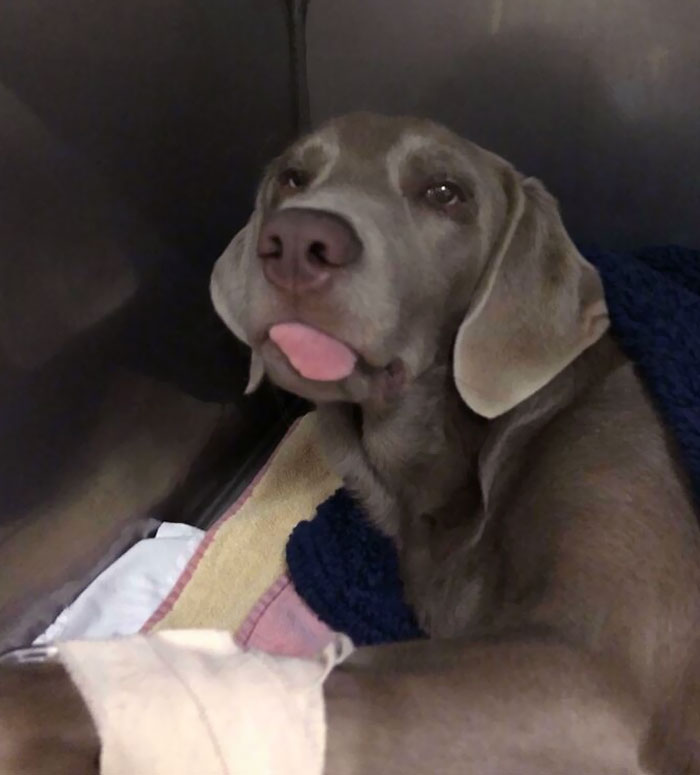 Dog at vet's office with tongue out, looking adorable and wholesome.