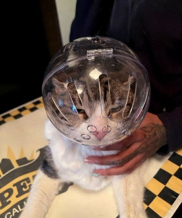 Cat in a clear protective helmet at veterinarian's office, looking curious and calm.