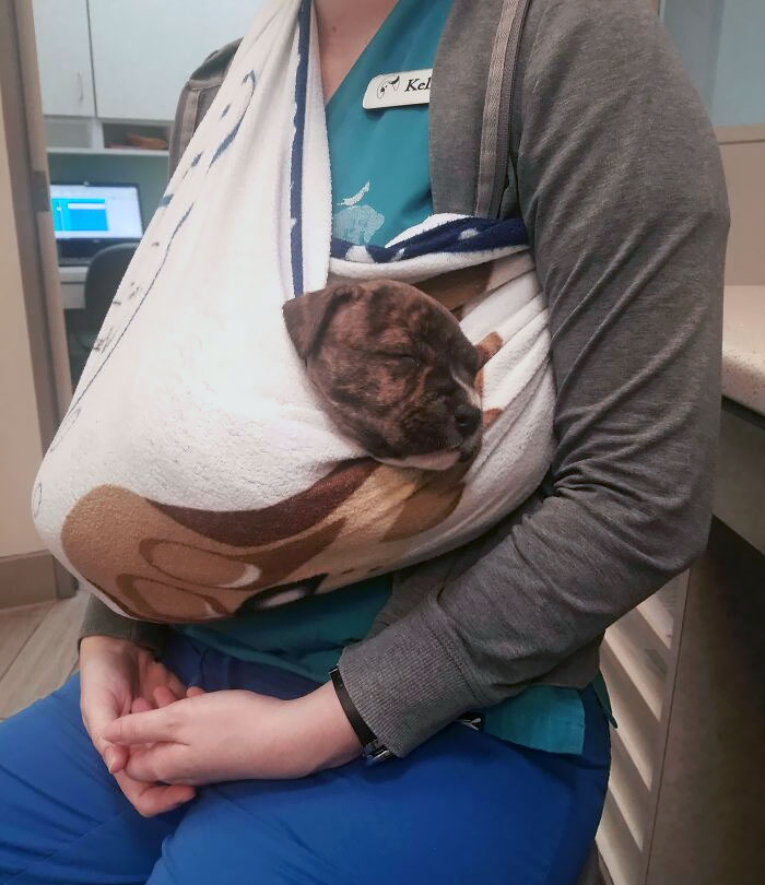 Veterinarian cuddling a sleepy puppy in a blanket sling at the office.