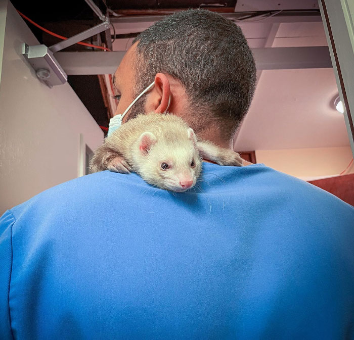 Veterinarian with a ferret on shoulder, creating a wholesome moment at the office.