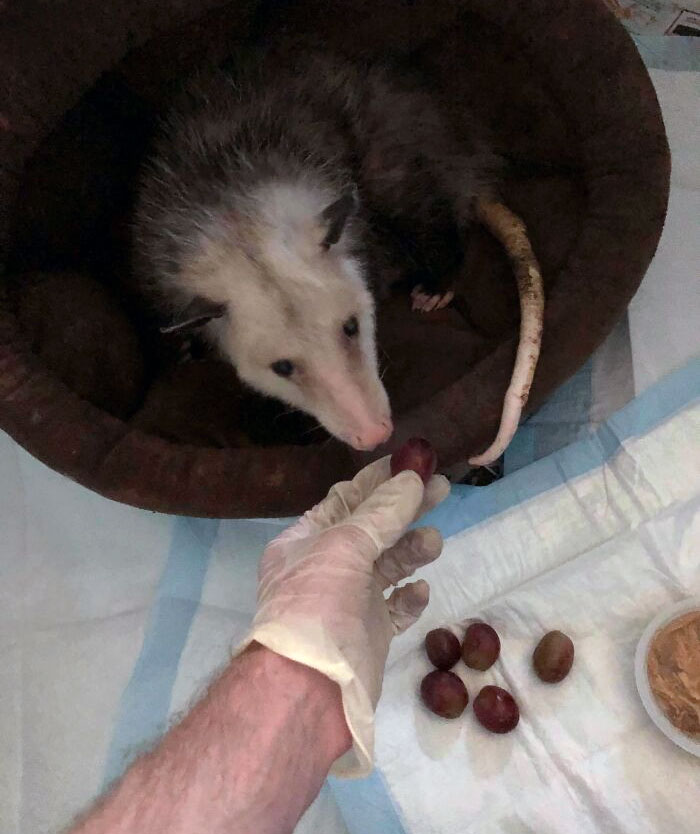 Gloved hand offering a grape to an opossum in a cozy bed at the veterinarian’s office, capturing a wholesome moment.