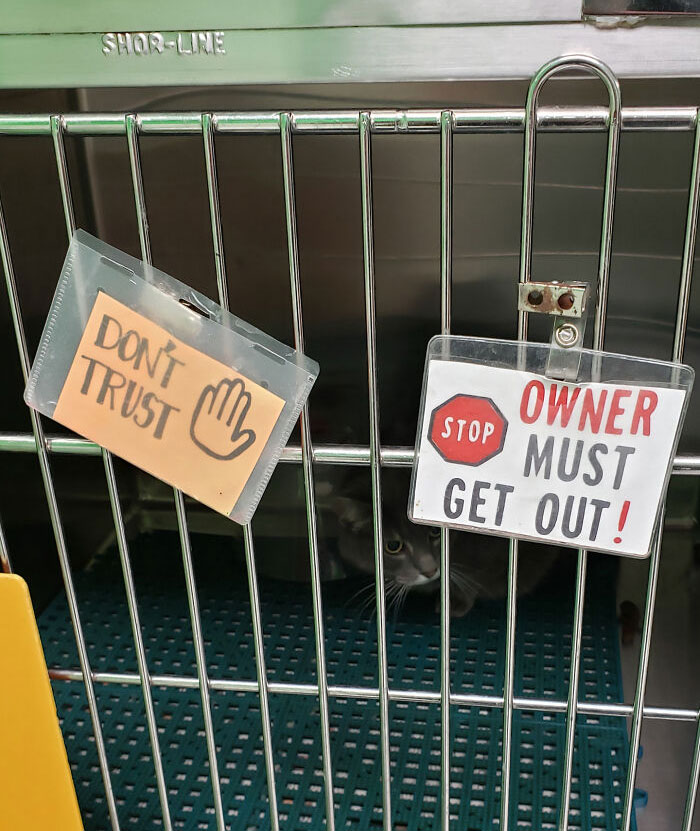 After My Kitty's Surgery, Not Only Did She Scare The Vet Techs, But She Was Apparently Deceitful As Well