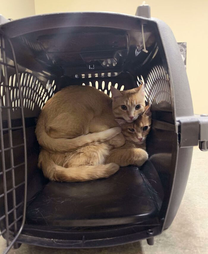Two affectionate cats snuggled together in a pet carrier at the veterinarian's office.