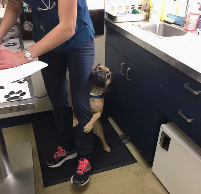 Dog playfully holds onto vet's leg at the veterinarian's office, creating a wholesome and hilarious moment.