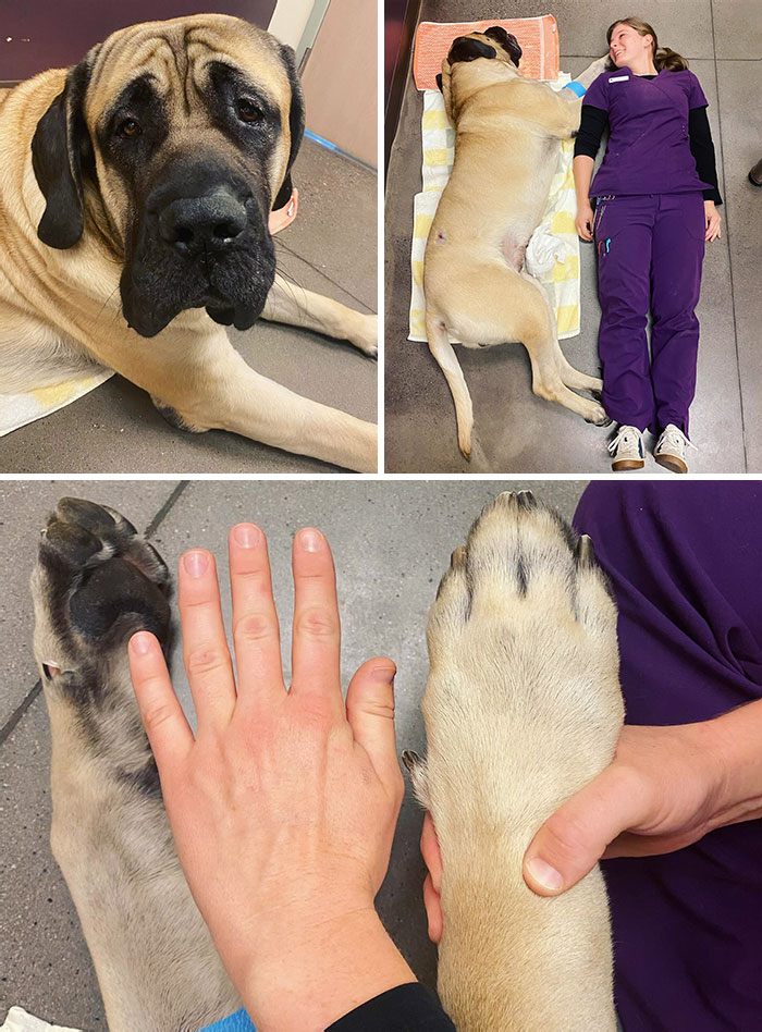 Angus Is A Biiiiig Boy! He Is Approximately One Vet Tech Long