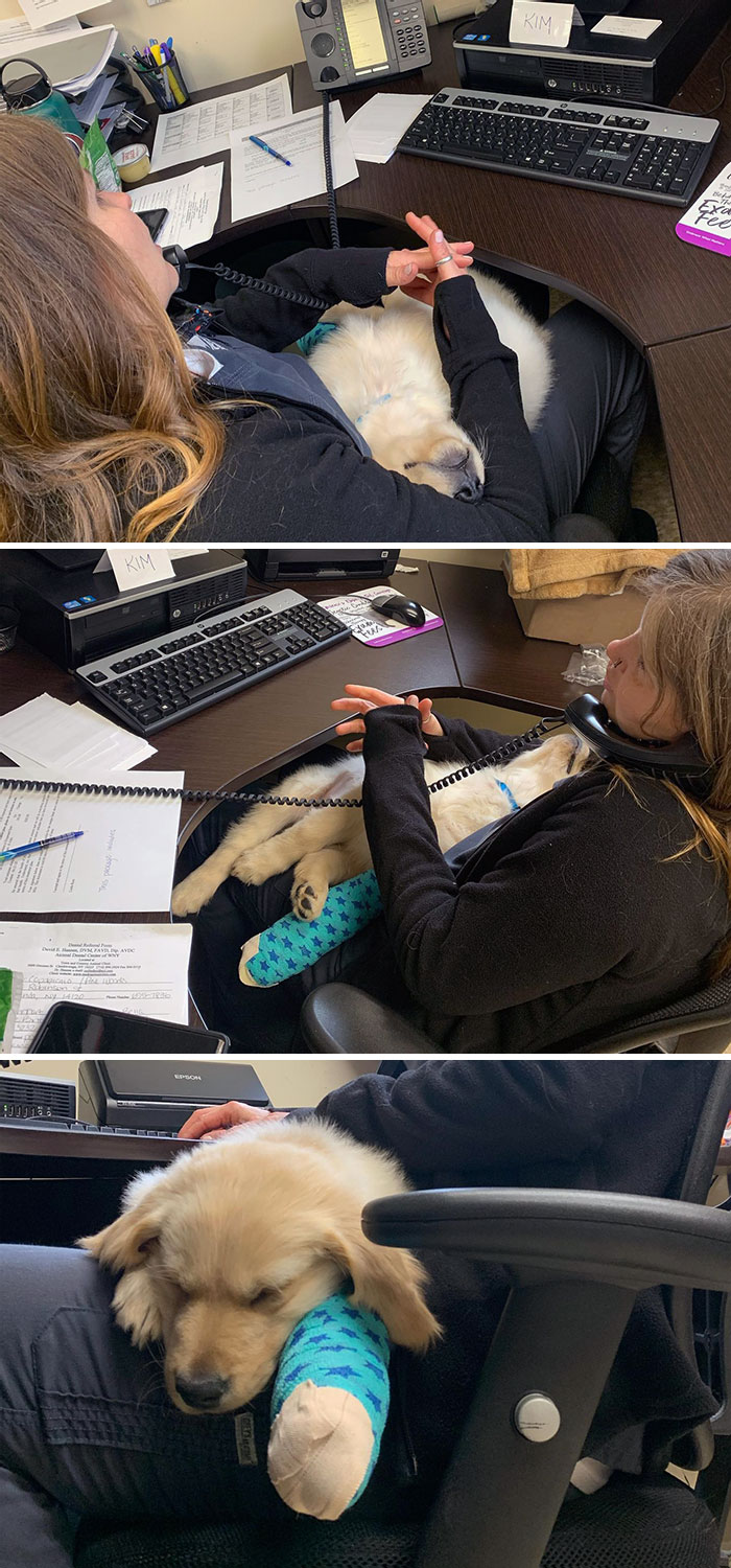 Milo Here Had A Little Accident And Broke One Of His Metacarpal Bones! Thankfully, Dr. Rob Was Here To Help Him On His Path To Mend