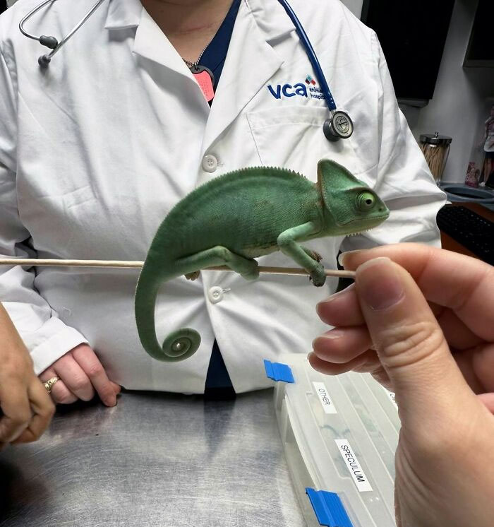 We Don’t Just See Puppies And Kittens Here! We Love Seeing All Types Of Pets That Walk Through This Hospital Big Or Small