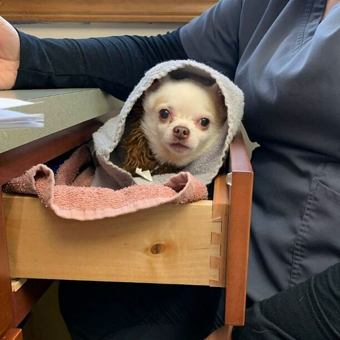 Cozy dog wrapped in a towel, sitting in a drawer at the veterinarian's office.