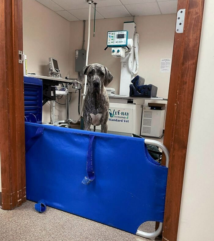 Great Dane standing behind a blue barrier in a veterinary office.