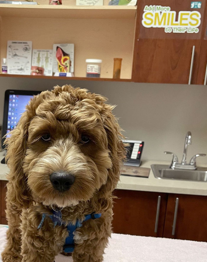 Fluffy dog with a blue harness on a vet's table, capturing a wholesome moment at the veterinarian's office.