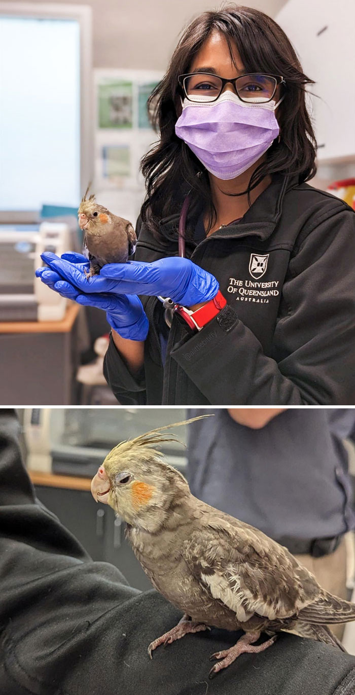 Veterinarian holding a cockatiel, showcasing a wholesome moment at the clinic.