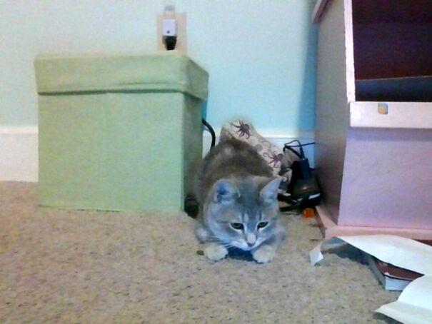 This Is Jovie. She Has Tried Many Times To Kill Herself By Giving Herself Two Pollyps And A Seizure And Malnurishing Herself For The First Six Months Of Her Life But She Is Healthy And Happy And Really Really Weird