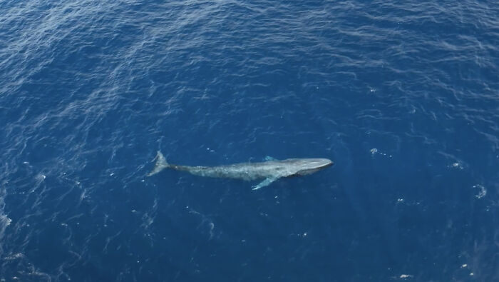 Blue Whales Returned To Seychelles: Scientists Recorded 23 Species During Their Surveys Blue Whales Returned To Seychelles: Scientists Recorded 23 Species During Their Surveys