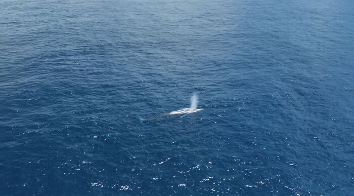 Blue Whales Returned To Seychelles: Scientists Recorded 23 Species During Their Surveys Blue Whales Returned To Seychelles: Scientists Recorded 23 Species During Their Surveys