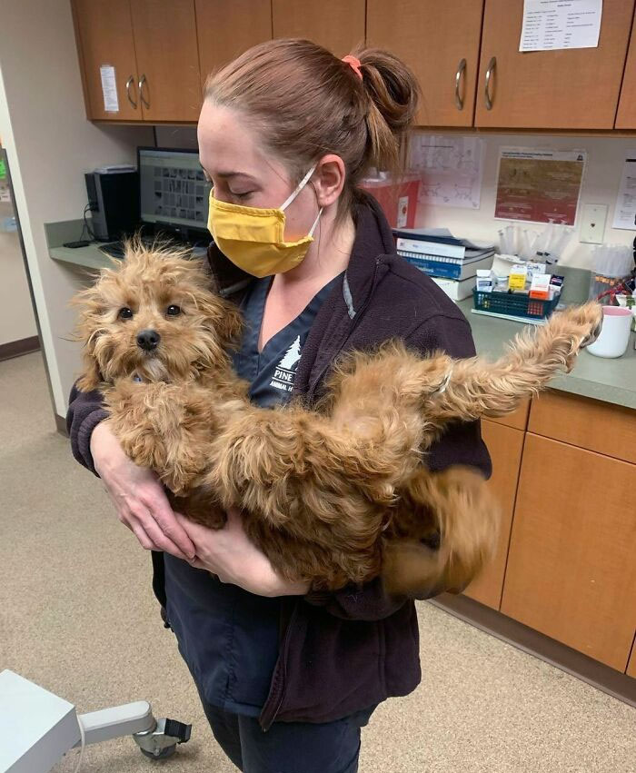 Veterinarian holding a fluffy dog in an office, both looking relaxed and happy.