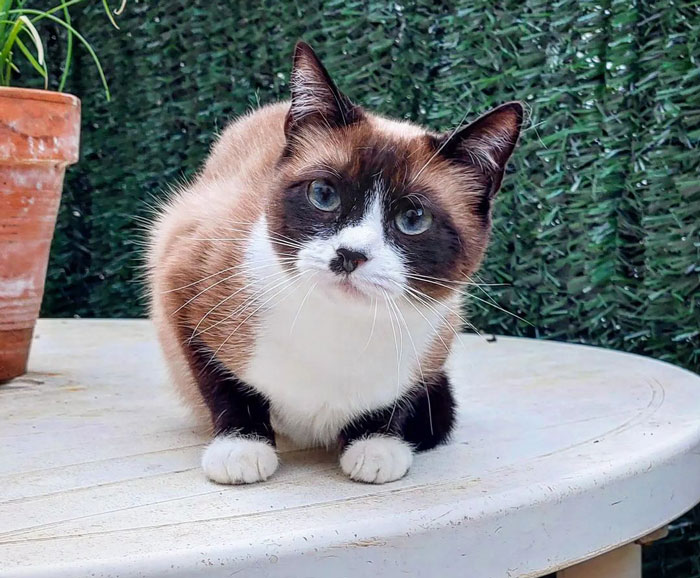 Siamese cat on a table, next to a clay pot.