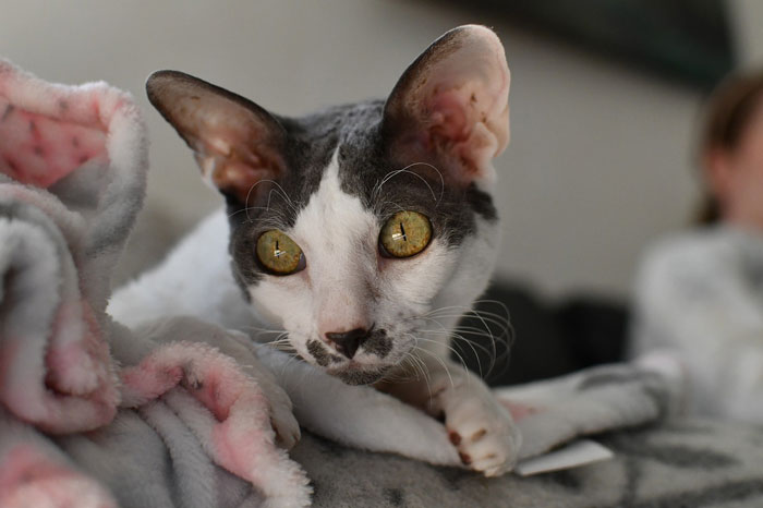 Cat resting on a blanket, demonstrating typical feline behavior and curiosity.