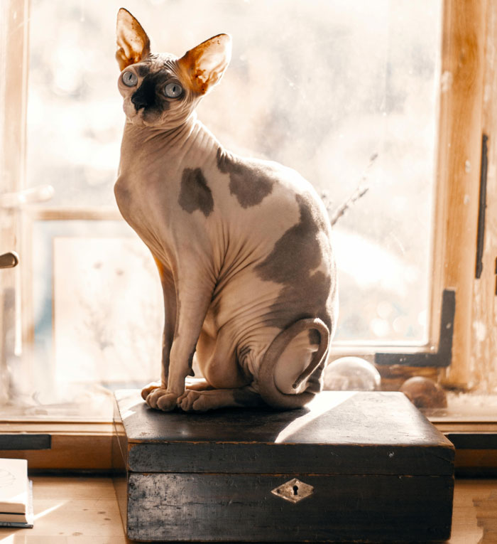 Hairless cat sitting on a box by a window in natural light.