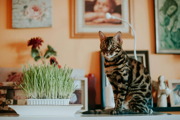 Cat sitting near a plant on a table, surrounded by framed art.