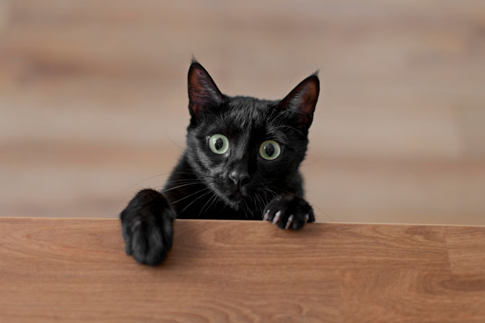 Black cat peering over a wooden table.