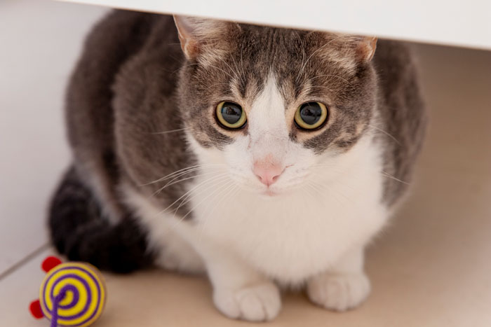 Cat under a table with a toy, illustrating feline behavior of pushing things off tables.