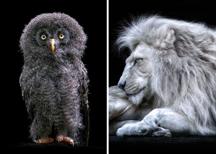 Wild Animals From Up Close: 19 Portraits By Pedro Jarque Krebs (New Pics)