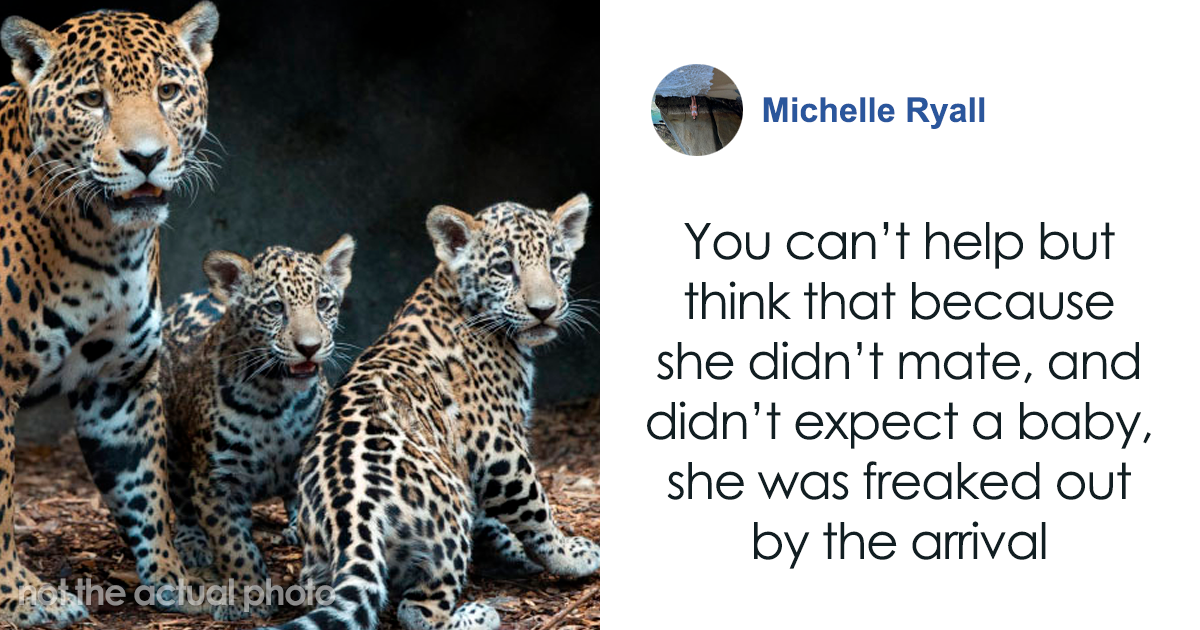 World’s First Jaguar Cub Born By Artificial Insemination Was Eaten By Mom, Scientists Persevere