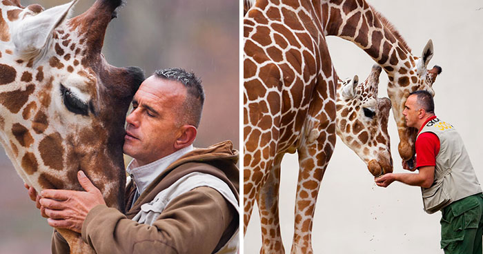 A Heartbreaking Day At The Macedonian Zoo: Zookeeper And Giraffe Both Pass Away, Leaving A Legacy