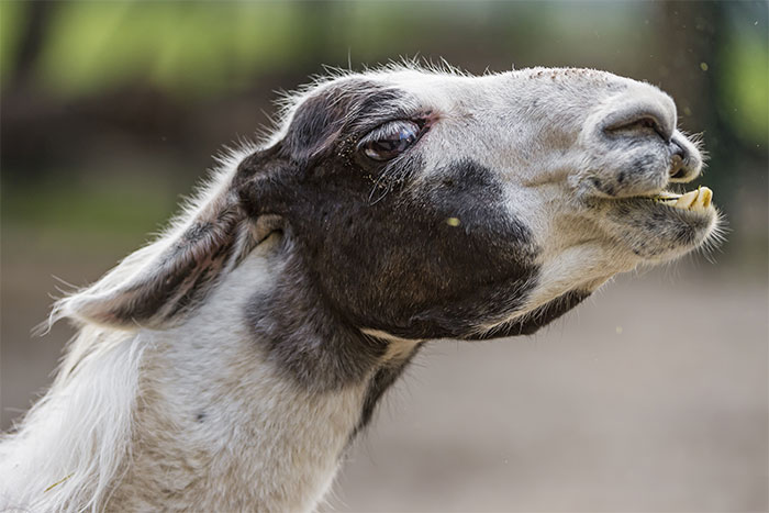 &ldquo;The Llama Had Enough&rdquo;: Zoo Keeper&rsquo;s &ldquo;Lesson&rdquo; Sparks Parental Outrage