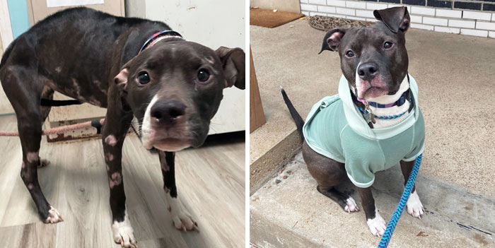 When She Was Found By Animal Control Two Years Ago And Now