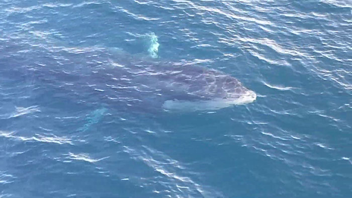Sei Whales That Left The Coasts Of Argentina Nearly 100 Years Ago Have Recently Been Spotted Again Sei Whales That Left The Coasts Of Argentina Nearly 100 Years Ago Have Recently Been Spotted Again