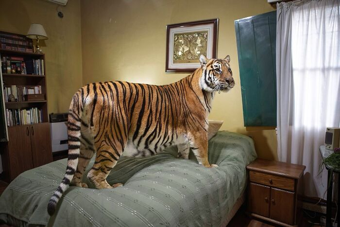 "Tiger" By Sofia Lopez Mañan⁠