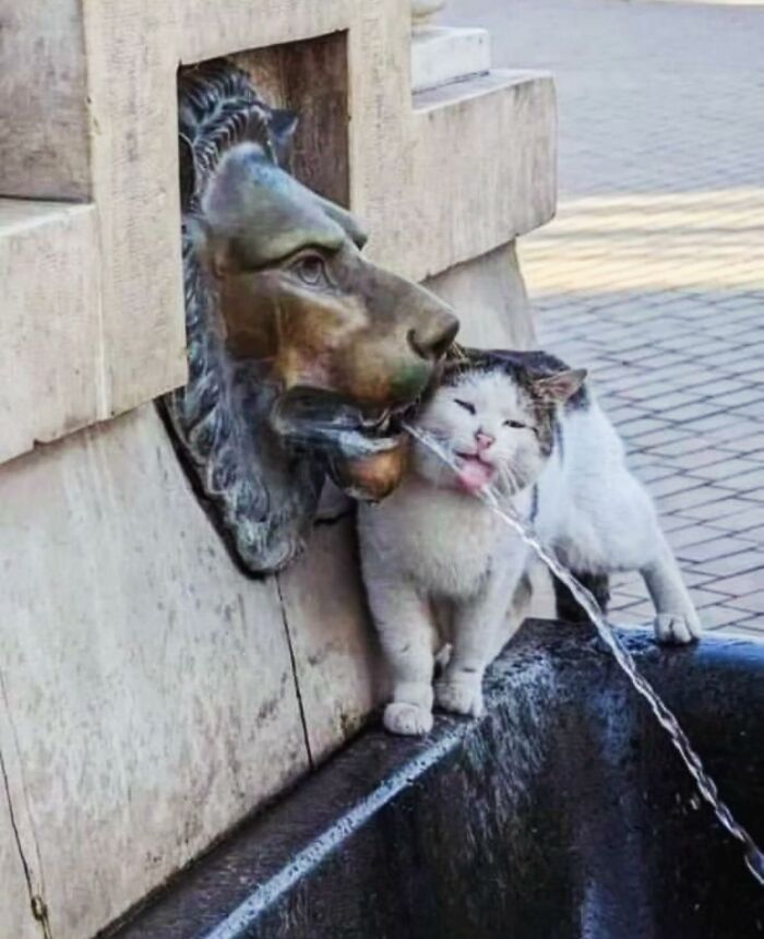 The Best Cat Photographs According To The Street Photographers Foundation (33 Pics)