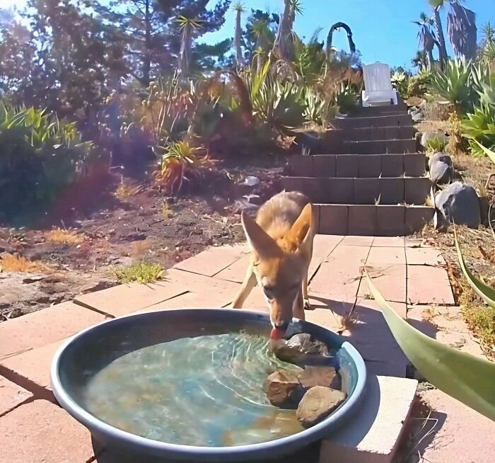 Woman Put A Water Fountain With A Camera In Her Yard, Here Are 24 Photos Of Regular Visitors (New Pics)
