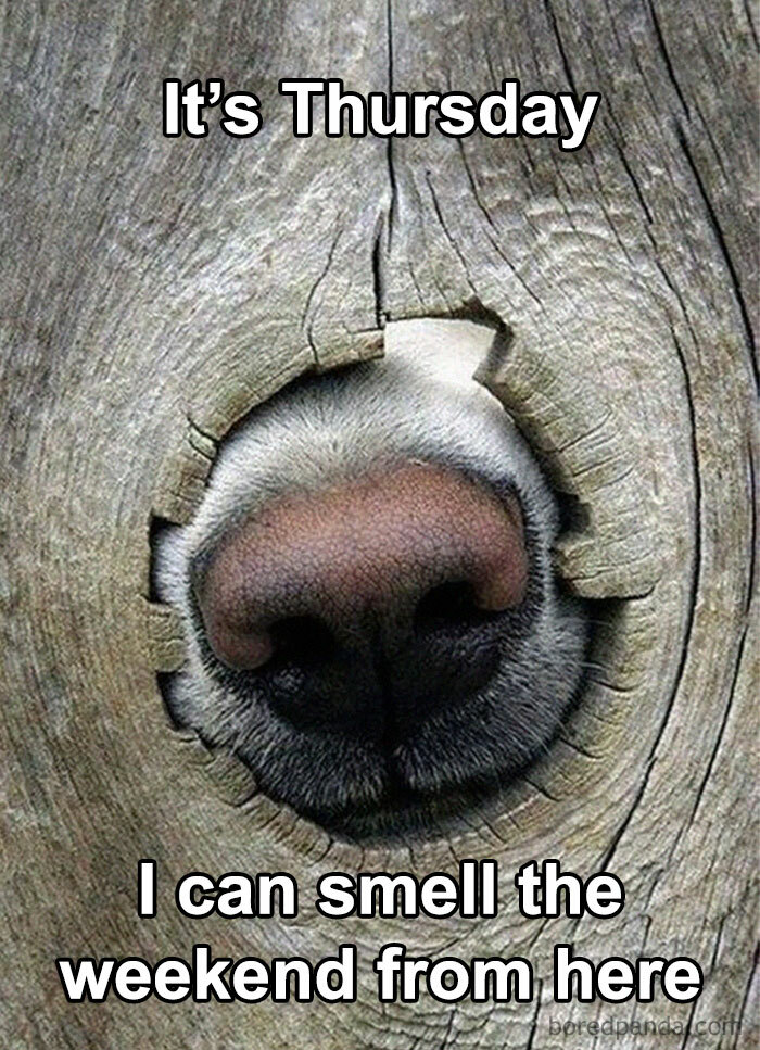 Dog nose through wood with text "It's Thursday, I can smell the weekend," capturing Thursday memes humor.