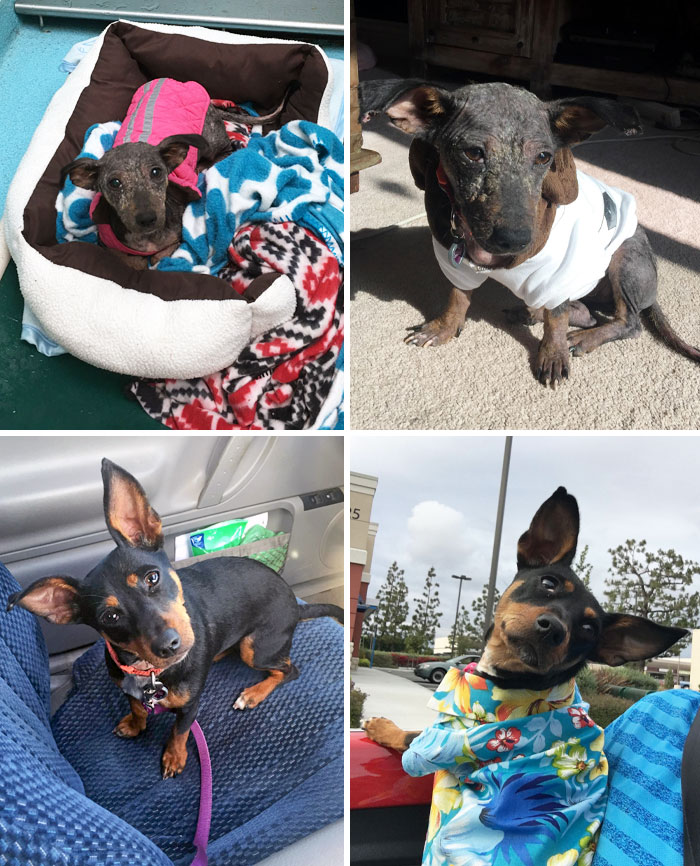 Before And After. We Adopted Lily From A Humane Society Near Los Angeles Six Years Ago. Now Lily Is The Happiest Little Girl