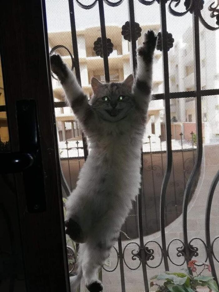 If You're Having A Rough Day, These 50 Wholesome Cat Pics And Memes May Cheer You Up