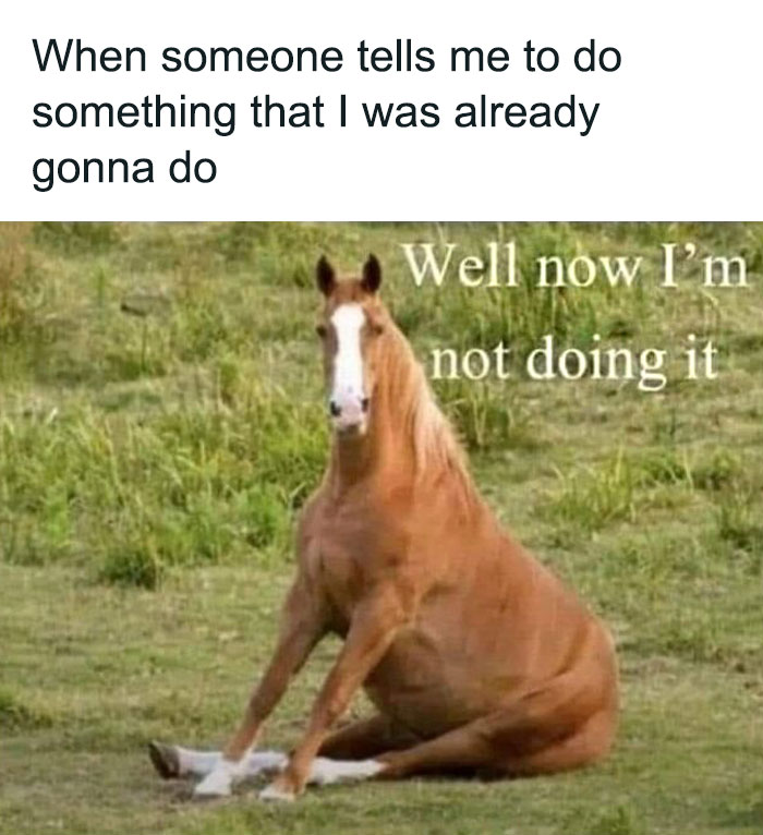 Horse sitting humorously with text overlay, illustrating a funny meme.